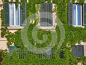 Facade on the old building in Rome, covered by ivy