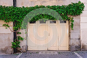 The facade of an old house with a wooden gate, overgrown with green ivy.