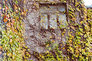 Facade with old window overgrown with ivy with autumn leaves