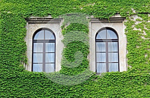 Facade overgrown with ivy leaves, two arched windows