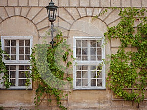 facade of a residential building with green plants. old european house in munich city