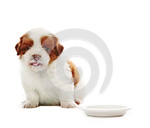 Face of adorable baby shih tzu pedigree dog eating milk from dis photo