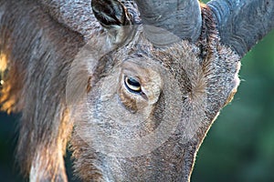 Face of an adult Barbary sheep Ammotragus lervia