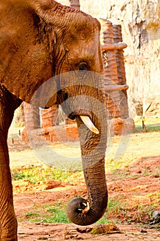 Face of African Elephant