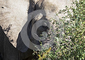 Face of an African elephant with ivory tusks in the African savannah in South Africa, these herbivorous mammals are the largest on