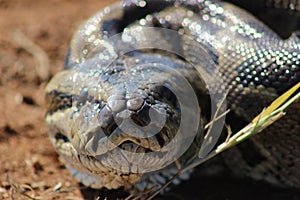 African Rock Python