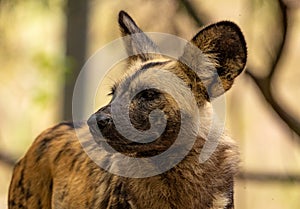 Face of an African wild dog looking away