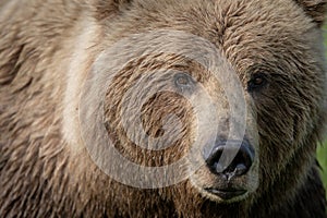 Face of Alaskan Brown bear