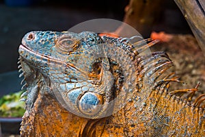 The face of an American green iguana in closeup, Detailed reptile head, tropical lizard specie from America, popular exotic pet