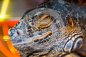 The face of a American iguana in closeup, Detailed head, tropical reptile specie from America