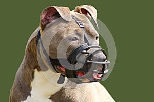 Face of an american staffordshire terrier dog with muzzle