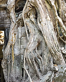 face of ancient god is visible through an interlacing of roots of a tree in ruins of the temple, Siem Reap, Cambodia