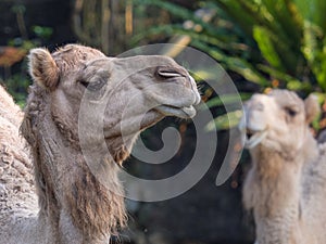 Face of Arabian camel or Dromedary (Camelus dromedarius) the tallest of the three species of camel.