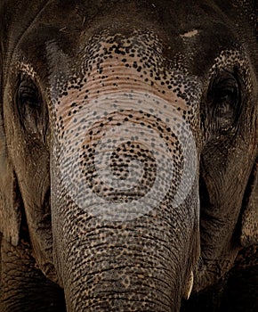 Face asia elephant