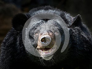 The face of Asian black bear.
