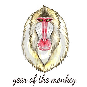 Face of baboon monkey