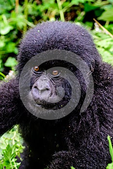 Face of a baby mountain gorilla