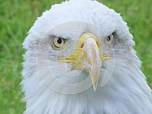 Face of a bald eagle