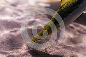 The face of a barred sorubim in closeup, a tropical fish from the amazon basin of America