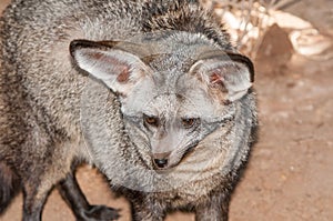 Face of a bat-eared fox