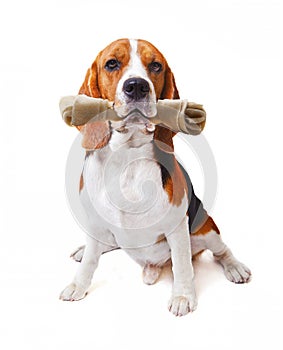 Face of beagle dog with rawhide bone in his mouth isolated white