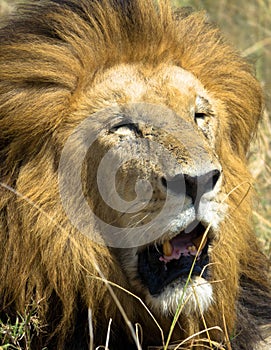 The face of a beautiful lion in close-up