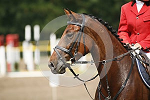 Face of a beautiful purebred racehorse