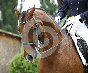 Face of a beautiful purebred racehorse on dressage training photo