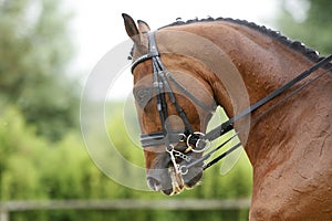 Face of a beautiful purebred racehorse on dressage training outdoors photo