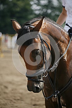 Face of a beautiful purebred racehorse on the jumping competitio