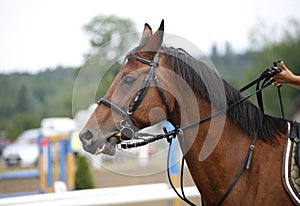 Face of a beautiful purebred racehorse on the jumping competitio