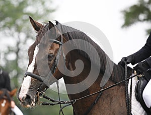 Face of a beautiful purebred racehorse on the jumping competitio