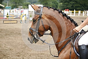 Face of a beautiful purebred racehorse on the jumping competitio