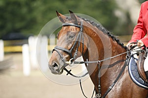 Face of a beautiful purebred racehorse on the jumping competitio