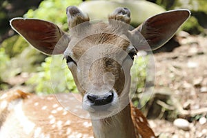 The face of a beautiful young deer