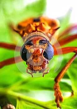 The face of a bee from the front