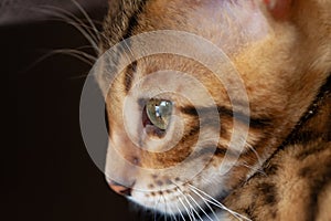 Face of a Bengal cat on a large scale