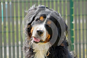Face of a Bernese Mountain Dog dog listening with a close look