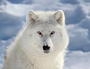 Face of big arctic wolf