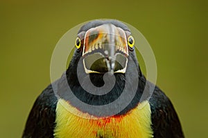 Face bill detail of bird. Small toucan Collared Aracari, Pteroglossus torquatus, bird with big bill. Toucan sitting on the branch