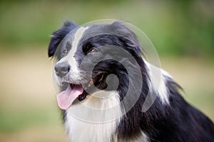 Face of black border collie dog