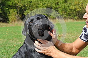 Face of black dog