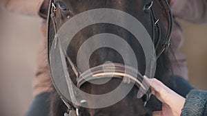 The face of the black horse closeup, steam from his nostrils