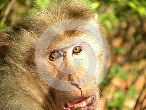 Face of Bonnet macaque, Macaca radiata monkey