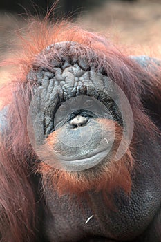 Face of bornean orangutan photo