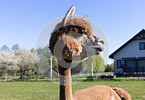 Face Of Brown Alpaca Animal In Backyard, New Building, House, Green Grass, Blue Sky On