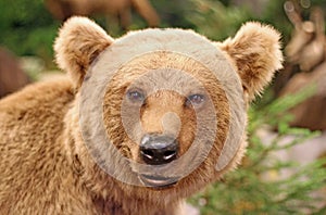 Face of a brown bear in the middle of the forests