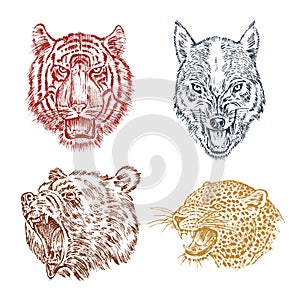 The face of brown grizzly bear, leopard and jaguar. Portrait of the wolf. Jaws of the tiger. Head of wild animal. Angry