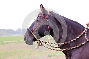 Face of Brown Horse photo