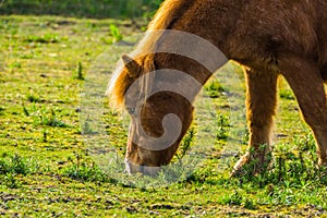 The face of a brown horse in closeup, pony eating grass in the pasture